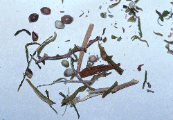 NIDA stems and seeds